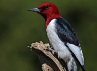 5 پرنده رکورددار در جهان (عکس)