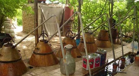 گلاب گیری در قمصر کاشان +تصاویر