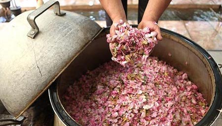 گلاب گیری در قمصر کاشان +تصاویر