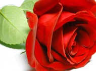 داستان کوتاه بسیار زیبای گل سرخ