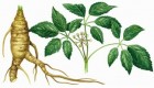 جینسنگ چیست و فواید آن؟