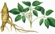 جینسنگ چیست و فواید آن؟