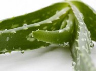 با برگ آلوئه ورا چگونه پوست خود را مرطوب کنیم