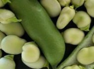 خواص و مزیت های باقلا چیست