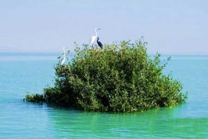 جزیره قشم، جزیره شگفتی ها+تصاویر