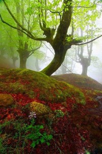 پارکی بسیار زیبا و اعجاب انگیز در شمال اسپانیا + تصاویر