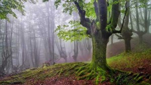 پارکی بسیار زیبا و اعجاب انگیز در شمال اسپانیا + تصاویر