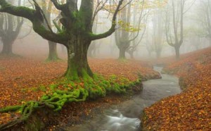 پارکی بسیار زیبا و اعجاب انگیز در شمال اسپانیا + تصاویر
