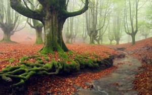 پارکی بسیار زیبا و اعجاب انگیز در شمال اسپانیا + تصاویر