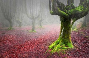 پارکی بسیار زیبا و اعجاب انگیز در شمال اسپانیا + تصاویر