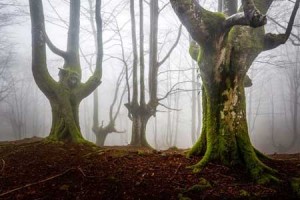 پارکی بسیار زیبا و اعجاب انگیز در شمال اسپانیا + تصاویر