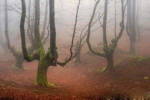 پارکی بسیار زیبا و اعجاب انگیز در شمال اسپانیا + تصاویر