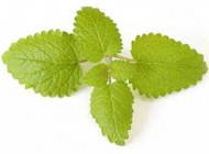 5 خاصیت ضد استرس و مفید بادرنجبویه