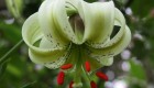 عکس هایی زیبا از گل سوسن چلچراغ