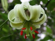 عکس هایی زیبا از گل سوسن چلچراغ