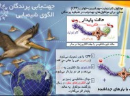 چطور پرندگان مسیر خود را می‌یابند؟
