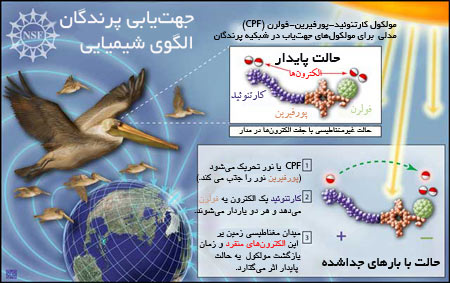چطور پرندگان مسیر خود را مییابند؟ چطور پرندگان مسیر خود را مییابند؟