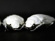 یک سوسک سفیدترین حشره موجودروی زمین+عکس