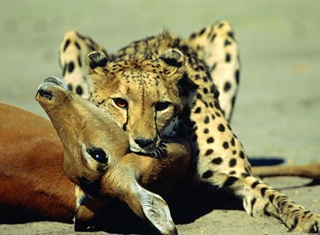 تصاویر دیدنی و جالب-چهارشنبه 15 مرداد 93