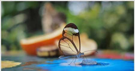 عکس های بسیار زیبا و خارق العاده از حیوانات و حیات وحش