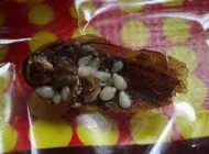 چندش آورترین اجسام دیده شده در غذا‌ها + عکس