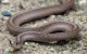 دلیل لرزش زبان مارها چیست؟