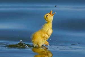 تصاویر دیدنی و جالب روز-سه شنبه 1 مهر 93 تصاویر دیدنی و جالب روز-سه شنبه 1 مهر 93
