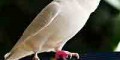 نشانه های برخی بیماری ها در مرغ عشق و درمان آن ها