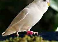 نشانه های برخی بیماری ها در مرغ عشق و درمان آن ها