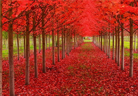 بهترین و زیباترین مکان های پاییزی دنیا+ تصاویر