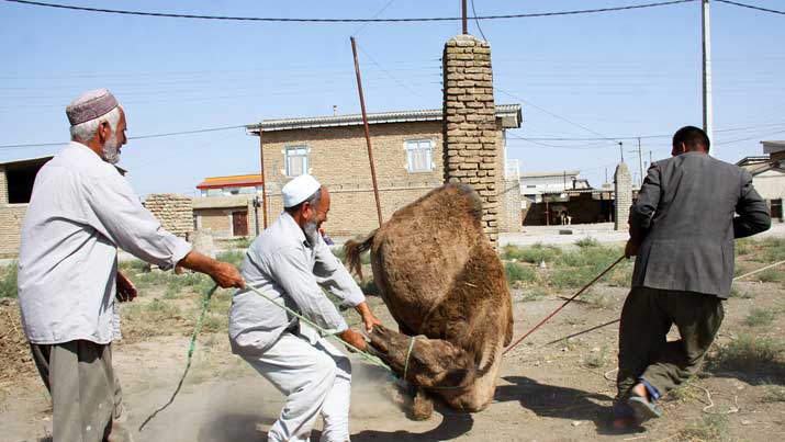 شتر را چگونه ذبح می کنند؟+عکس