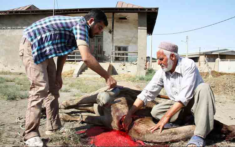 شتر را چگونه ذبح می کنند؟+عکس