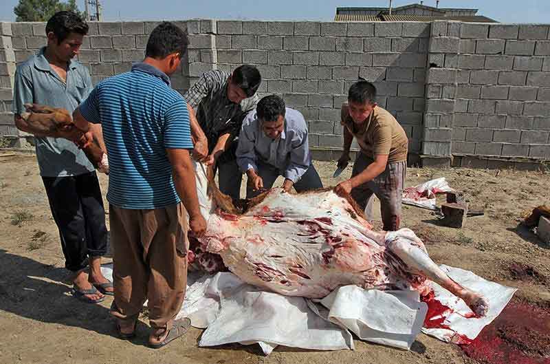 شتر را چگونه ذبح می کنند؟+عکس