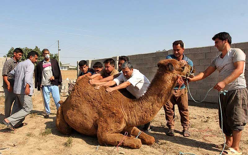 شتر را چگونه ذبح می کنند؟+عکس