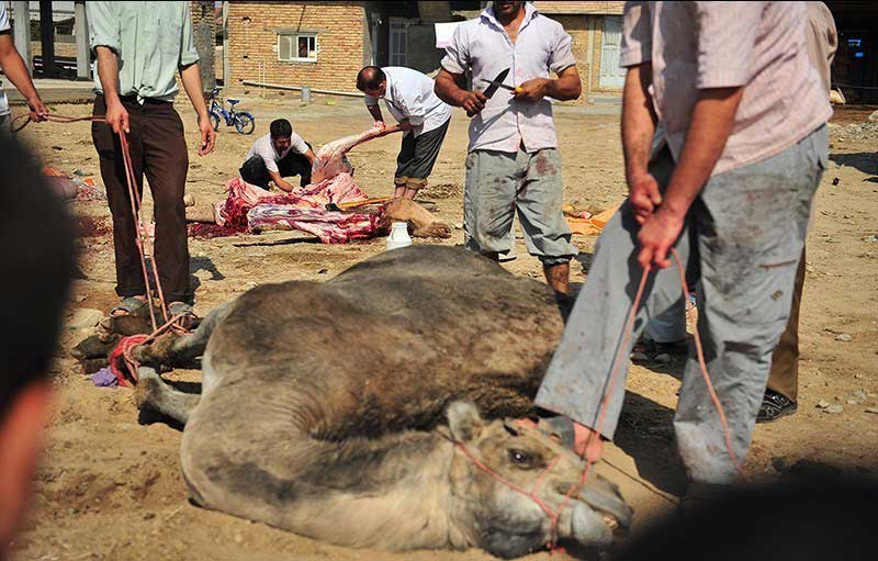 شتر را چگونه ذبح می کنند؟+عکس