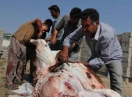 شتر را چگونه ذبح می کنند؟+عکس