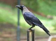یافته هایی عجیب و علمی درباره کلاغ