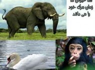 3 حیوانی که زمان مرگ خود را می دانند