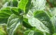 عوارض خطرناک مصرف بیش از حد اسانس پونه