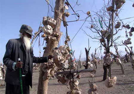 باغی که درختانش میوه های سنگی دارد + عکس