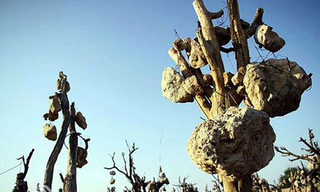 باغی که درختانش میوه های سنگی دارد + عکس