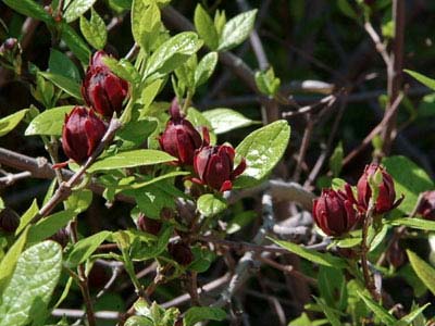 آشنایی با درختچه گل شرابی (+ تصاویر)
