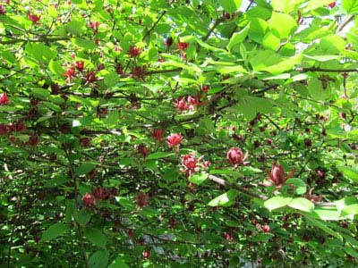 آشنایی با درختچه گل شرابی (+ تصاویر)