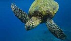 آیا لاک‌ پشت‌ها از دسته پرندگان هستند؟
