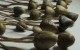 آشنایی با ماده مخدر جدید ماشروم