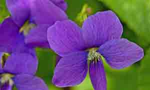 خواص دارویی و درمانی بنفشه معطر چیست؟ خواص دارویی و درمانی بنفشه معطر چیست؟