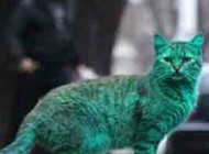 این گربه ی بسیار زیبا یک شهر را به آشوب کشید+عکس