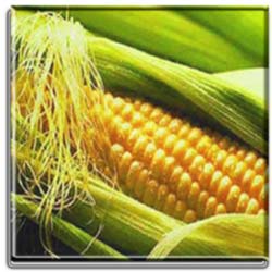 5 سبزي جوان کننده پوست