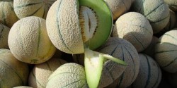 خواص طالبی، از لاغری گرفته تا درمان سرطان خواص طالبی، از لاغری گرفته تا درمان سرطان