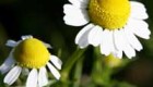 بابونه گیاهی برای رفع انواع بیماری ها